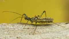 Bequaertidea horrida