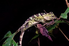 Gonocephalus bornensis