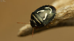 Aegaleus