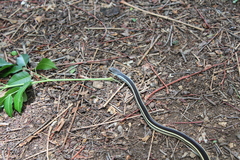 Thamnosophis lateralis