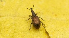 Perapion antiquum