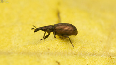 Perapion antiquum