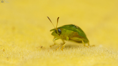 Cassida dorsovittata