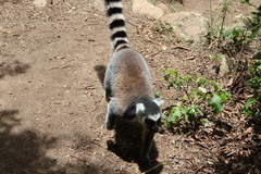 Lemur catta