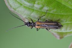 Oedemera pthysica