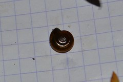 Morlina glabra