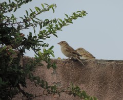 Passer hispaniolensis