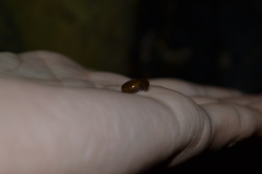 Morlina glabra