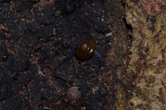 Morlina glabra
