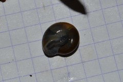 Morlina glabra