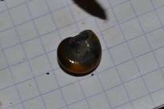 Morlina glabra