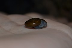 Morlina glabra