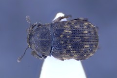 Anthribus nebulosus