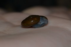 Morlina glabra