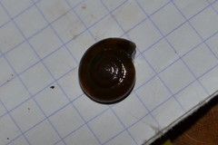 Morlina glabra
