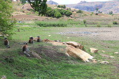 Lemur catta