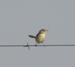 Cisticola textrix major