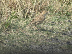 Chersomanes albofasciata albofasciata