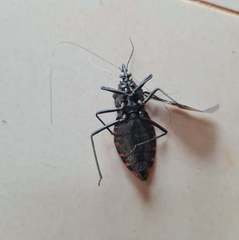 Panstrongylus megistus