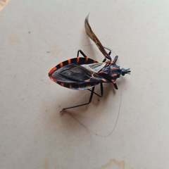 Panstrongylus megistus