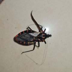 Panstrongylus megistus