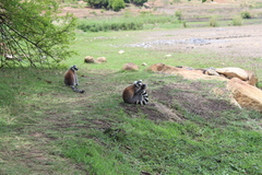 Lemur catta