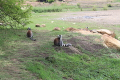 Lemur catta