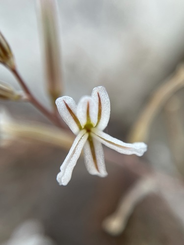 Image of Haworthiopsis viscosa by (c) Matt Berger, some rights reserved (CC BY)
