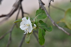 Malus mandshurica