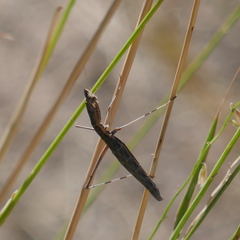 Yersiniops solitarius