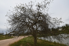 Malus mandshurica