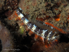 Spondylus americanus