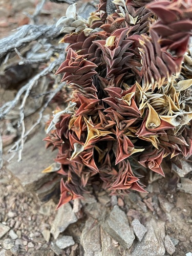 Image of Haworthiopsis viscosa by (c) Matt Berger, some rights reserved (CC BY)