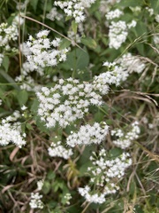 Ageratina altissima