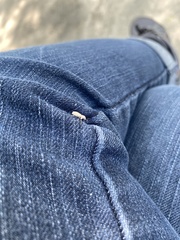 Pandeleteius nodifer