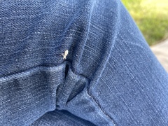 Pandeleteius nodifer