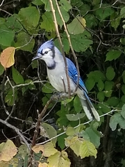 Cyanocitta cristata image
