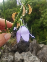 Campanula austroadriatica