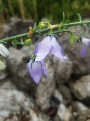 Campanula austroadriatica