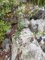 Campanula austroadriatica