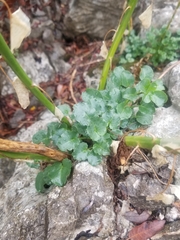 Campanula austroadriatica