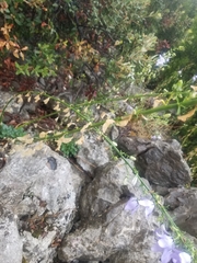 Campanula austroadriatica