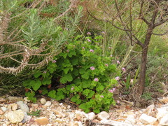 Pelargonium vitifolium