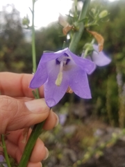 Campanula austroadriatica