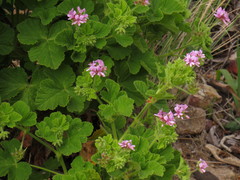 Pelargonium vitifolium