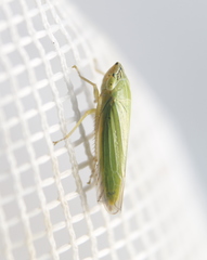 Draeculacephala angulifera