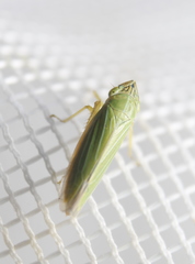 Draeculacephala angulifera