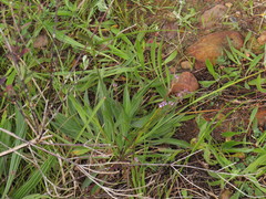 Verbena litoralis litoralis