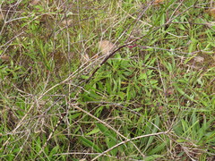 Verbena litoralis litoralis