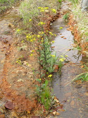 Senecio subcanescens